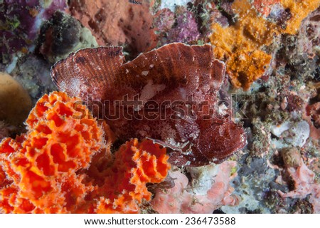 Brown Leaf scorpion fish sitting on a brightly coloured, sponge covered bommie in the Indian Ocean surrounding Zanzibar
