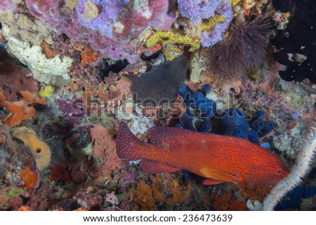 Spotted coral grouper (Plectropomus maculatus) swimming through a crevice in a coral and sponge covered bommie in an aquarium like coral sea landscape in the Indian Ocean, Zanzibar
