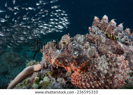 Bearded, tasseled or smallscale scorpion fish (Scorpaenopsis oxycephala) sitting on sponge and coral on a coral reef in the Indian Ocean, Zanzibar surrounded by glassfish (Ambassis)