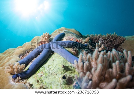 Blue sea star (Linckia laevigata) sitting on a hard coral bommie with rays of light streaming down from the surface in the Indian Ocean, Zanzibar