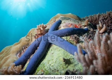 Blue sea star (Linckia laevigata) sitting on a hard coral bommie with rays of light streaming down from the surface in the Indian Ocean, Zanzibar