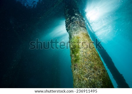 Turquoise blue water around coral and sponge covered pillars beneath a jetty in the Indian Ocean, Zanzibar with rays of light streaming down from the surface