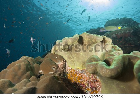 Pristine coral in crystal clear waters surrounding the tropical paradise island of Nusa Lembongan in Indonesia, with other exotic reef fish and animals.