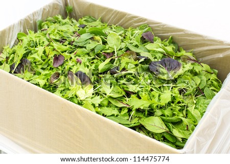 lettuce mix/ a commercial pack of loose leaf lettuce ready for shipping