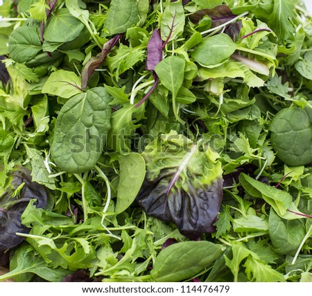 salad leaves/ detail of mixed lettuce and spinach leaves from a commercial pack of salad mix