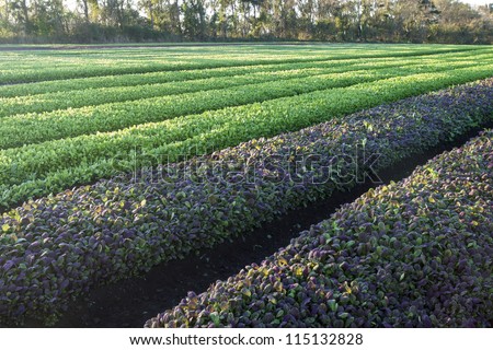 Lettuce field/ commercial scale market garden of lettuce, baby spinach and rocket
