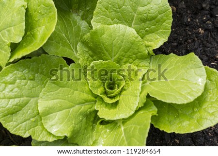 Chinese Cabbage/ young lush Chinese cabbage growing in an organic garden bed