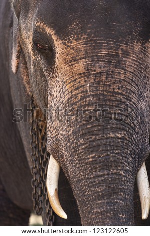 Elephant/s in Sri Lanka