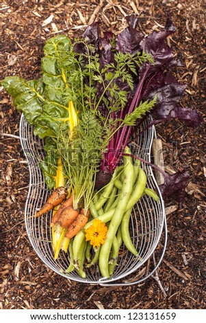Organic Produce/ homegrown organic vegetables in a wire basket