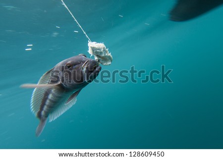 rock cod/fish caught on a fishing hook underwater