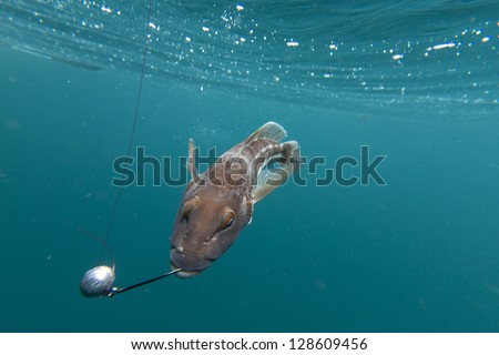 rock cod/fish caught on a fishing hook underwater