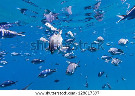 Fish Underwater/ a school of small fish underwater