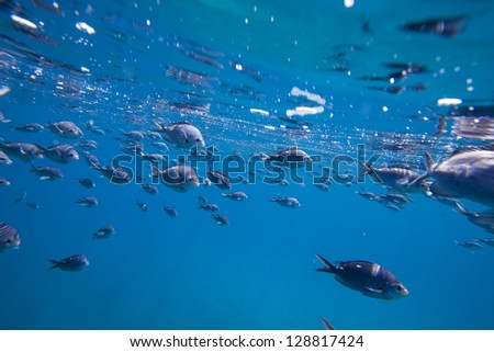 Fish Underwater/ a school of small fish underwater