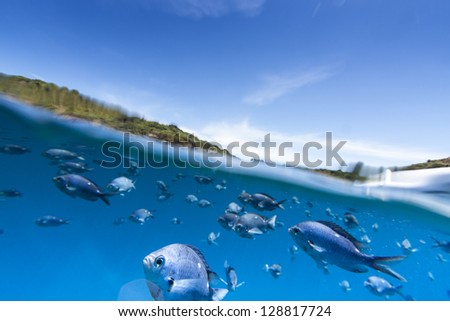 Underwater Fish/ split view between ocean, earth and sky