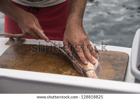 Fish Fillet/ filleting a freshly caught snapper fish on the stern of a boat