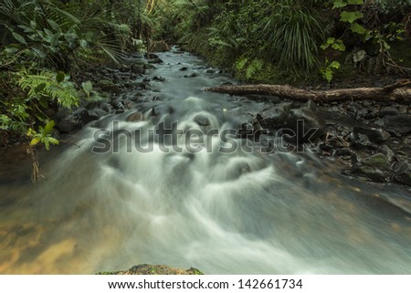 Stream blur/ a New Zealand forest stream