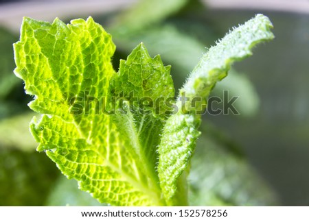 Mint Leaves/ a macro shot of organic mint leaves
