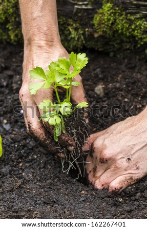 Celery Seedling/ Hand planting an organic Celery plant