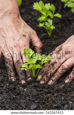 Celery Seedling/ Hand planting an organic Celery plant