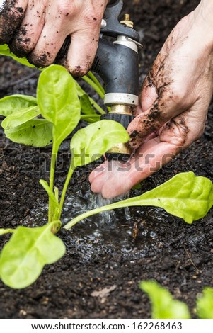 Watering Spinach/ carefully hand watering organic spinach seedlings