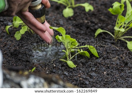 Watering Seedlings/ hand watering newly planted Rocket seedlings