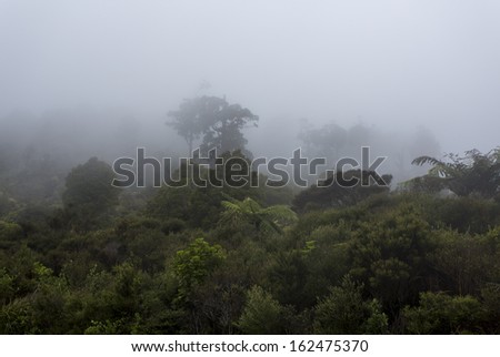 Misty Rain-forest/ mist shrouds native New Zealand rainforest