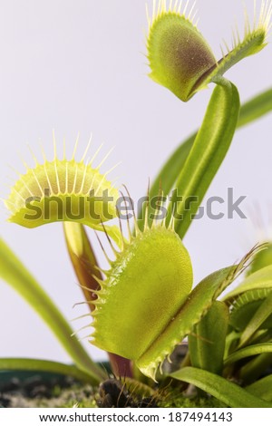 Venus Fly Trap/ a venus fly trap plant with its flowers open a ready to trap