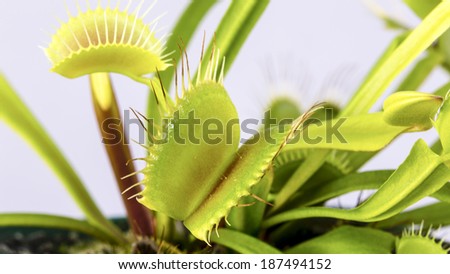 Venus Fly Trap/ a venus fly trap plant with its flowers open a ready to trap
