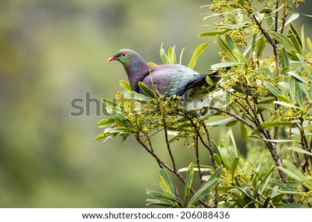 NZ Wood Pigeon/ a new zealand native wood pigeon, perched in a tree