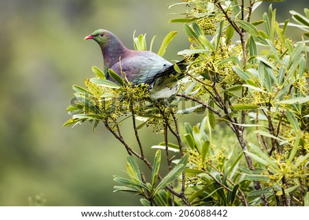 NZ Wood Pigeon/ a new zealand native wood pigeon, perched in a tree