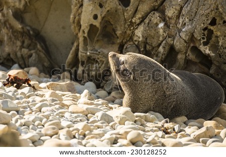 Seal Sleeping/ A common New Zealand Seal napping in the shade on the rocky coastline of Kaikoura, New Zealand