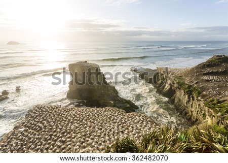 Muriwai Gannet Colony/ The Muriwai Gannet Colony is an iconic tourist site in Auckland