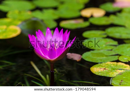 A pink water lily flower out of the water on a pond surrounded by lily pads in soft light