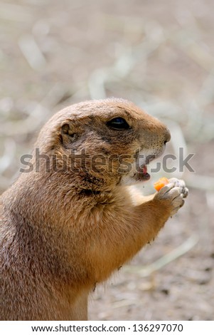 Cute prairie dog open mouth for carrot biting.