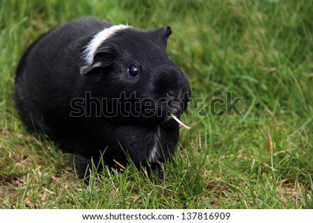 Funny black and wight Guinea pig (Cavia porcellus) with a piece of flower stem in her mouth