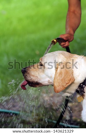 Funny golden retriever licking water from the garden hosepipe