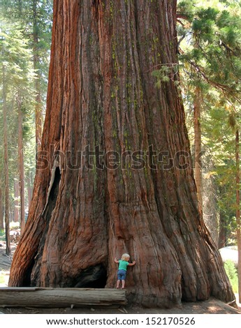 Baby And The Giant. Little Toddler Girl Hugging The Giant Sequoia. Man And The Nature Concept.