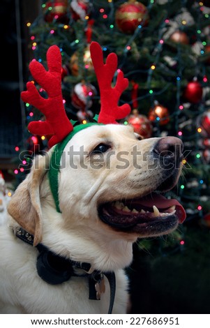 Funny golden retriever with the Christmas antlers