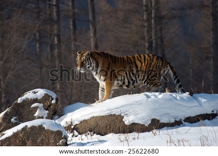 Siberian Tiger pictured in the winter snow in Harbin, China.