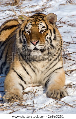 Watching siberian tiger in the snow.