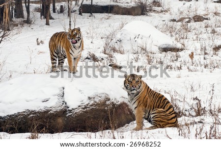 Two siberian tigers in a snowy landscape in China.