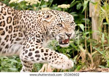 http://image.shutterstock.com/display_pic_with_logo/119815/119815,1250446155,2/stock-photo-growling-persian-leopard-35360602.jpg