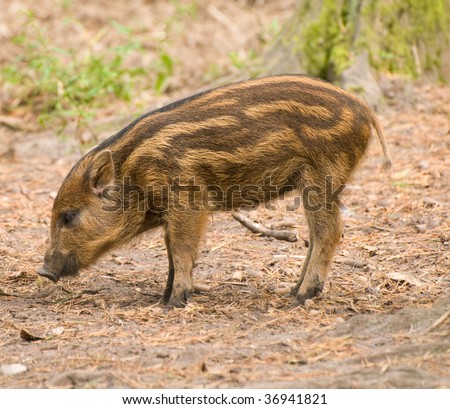 Wild boar piglet