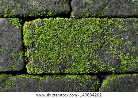 Moss on Brick, Close up Texture Background