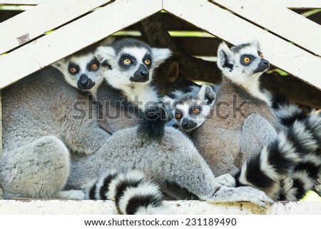 Ring-tailed lemur family (Lemur catta)