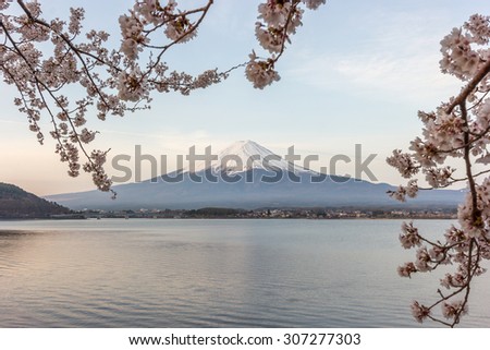 Panorama of Mount Fuji and Cherry Blossom at Fujigoko Cherry Blossom Viewing Spot (Hanami) near Northern Shores of Kawaguchiko Lake in early morning of spring season, Japan