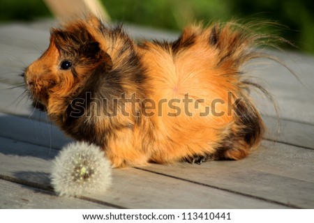 guinea pig on the wood surface with dandelion