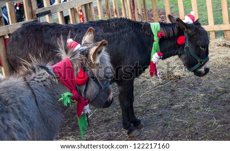 Two Christmas donkeys with funny hats and scarfs. Funny greeting card for 2014 (a Year of the Horse according to the Chinese calendar).