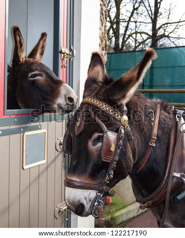 Two  brown donkeys. Closeup. One of them looking out of the stable. The second one, bridled donkey, stands nearby.