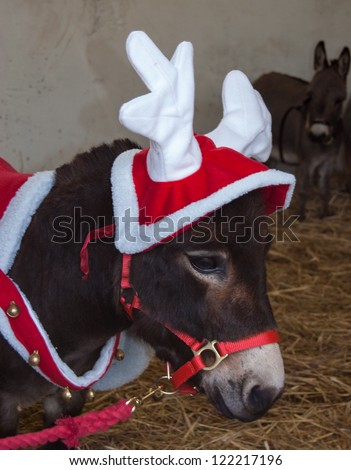 Christmas donkey with funny red hat. Funny greeting card for 2014 (a Year of the Horse according to the Chinese calendar).